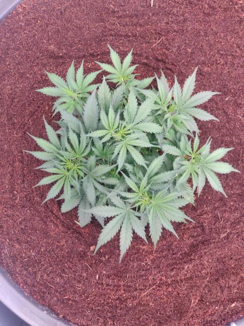 Gorilla cookies FB 19-11-25. Week 4