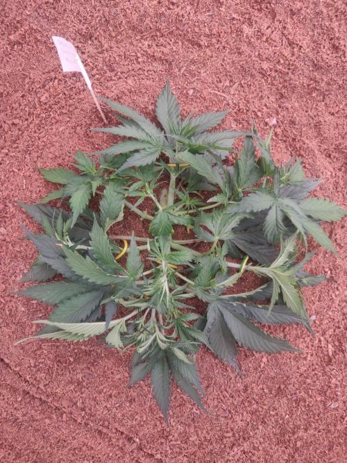 Gorilla cookies FB 19-11-25. Week 4