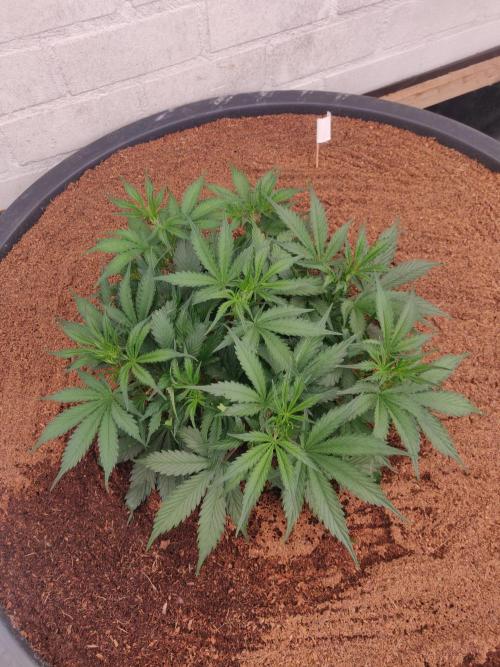 Gorilla cookies FB 19-11-25. Week 4