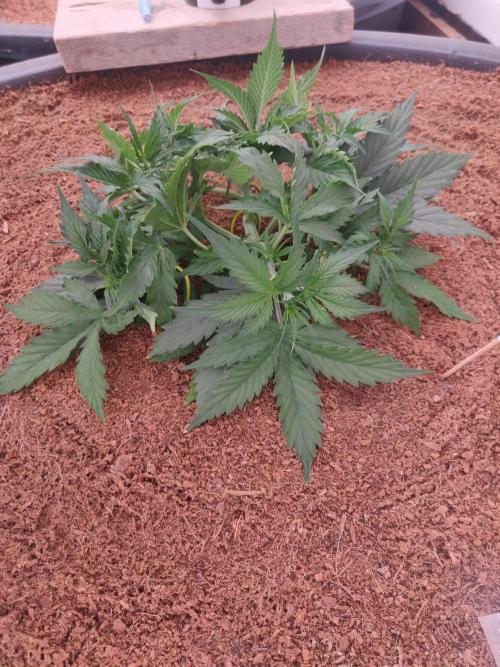 Gorilla cookies FB 19-11-25. Week 4