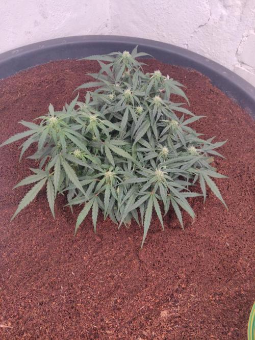 Titan F1. Week 5 - 23-12