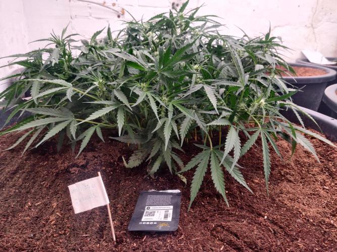 Amnesia Zkittels. Week 7 - 28-12