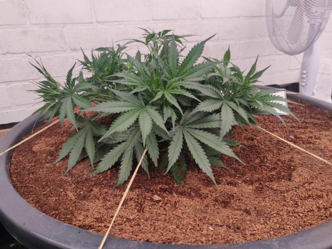 Gorilla cookies FB 19-11-25. Week 5 - 28-12