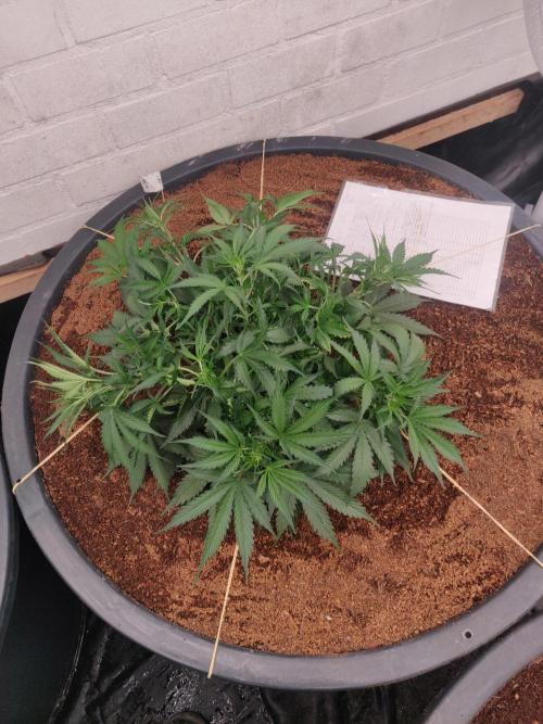 Gorilla cookies FB 19-11-25. Week 5 - 28-12