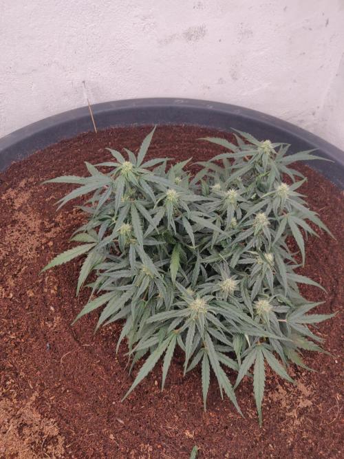 Titan F1. Week 6 - 28-12