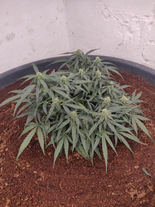 Titan F1. Week 6 - 28-12