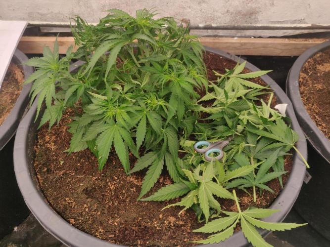 Gaia F1 65 Ltr. Week 4 - 28-12