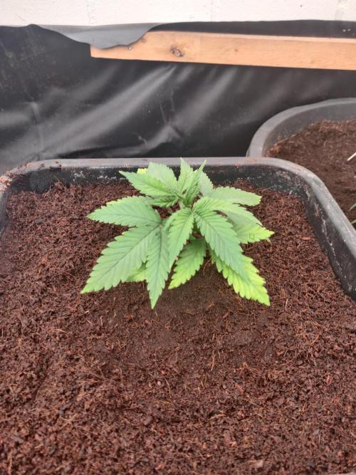 Amnesia zkittels FB 11-12-25. Week 2 - 30-12 pH now 5.7