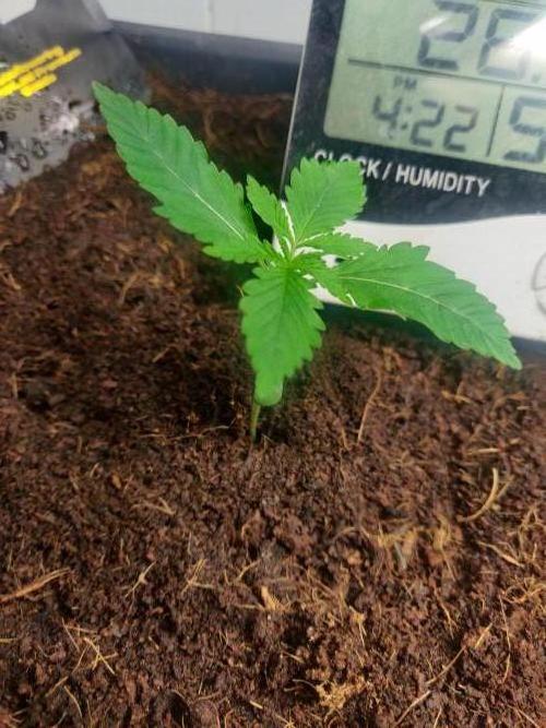 Amnesia zkittels FB 11-12-25. Week 2 - 21-12