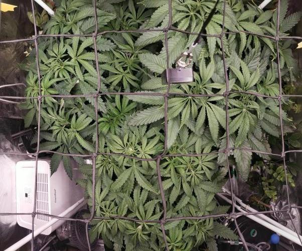 Bruce Banner. Week 6