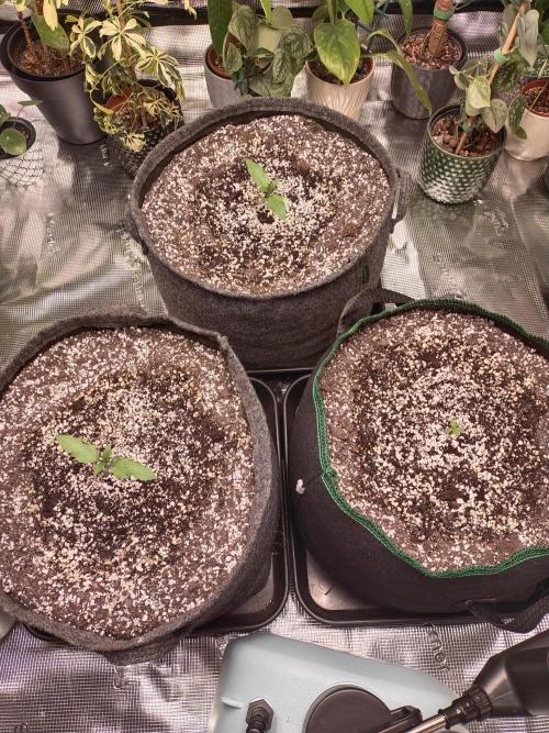 Bruce Banner. Week 1