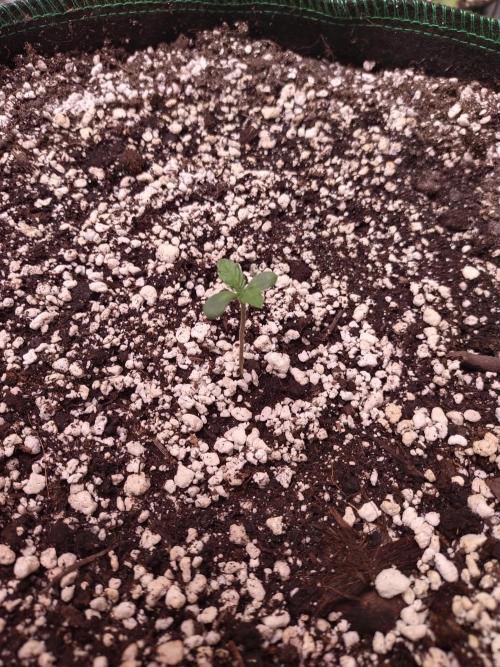 Bruce Banner. Week 1 - 11/12