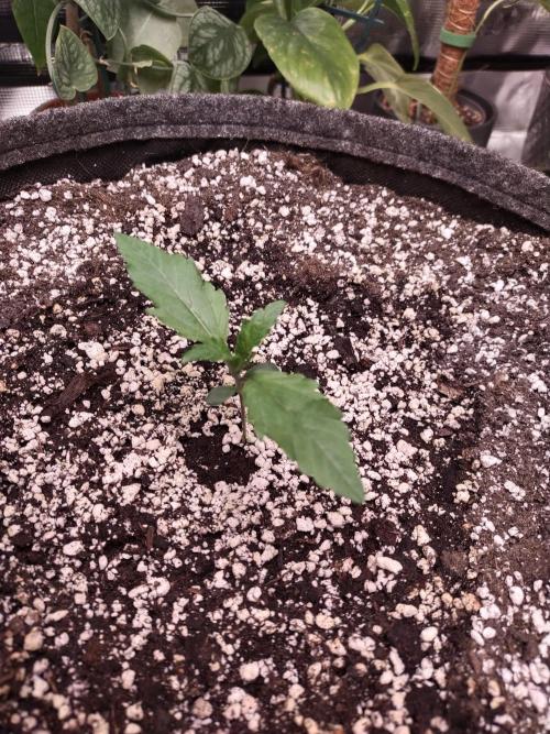 Bruce Banner. Week 1 - 06/12