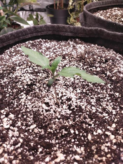 Bruce Banner. Week 1 - 06/12