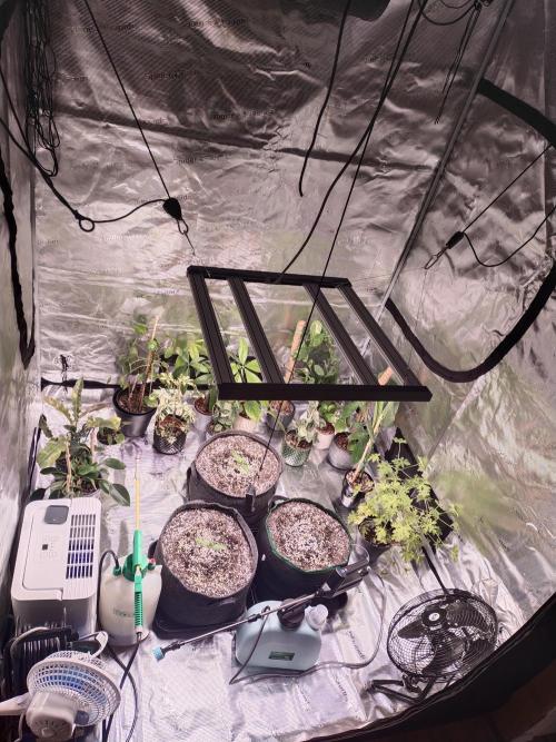 Bruce Banner. Week 1