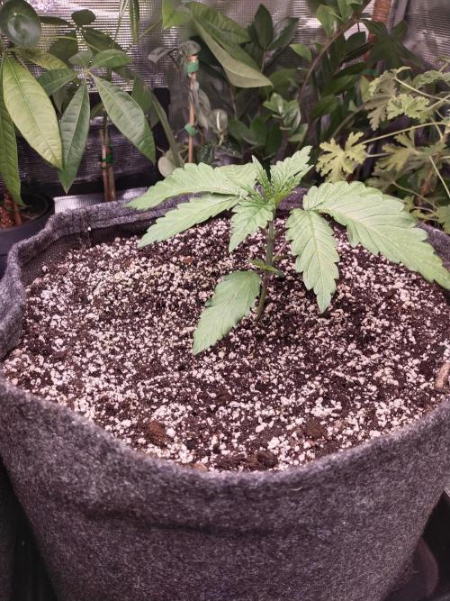 Bruce Banner. Week 2