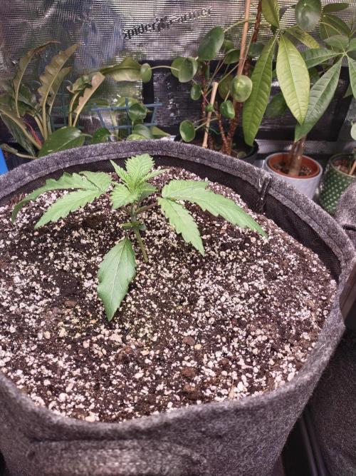 Bruce Banner. Week 2