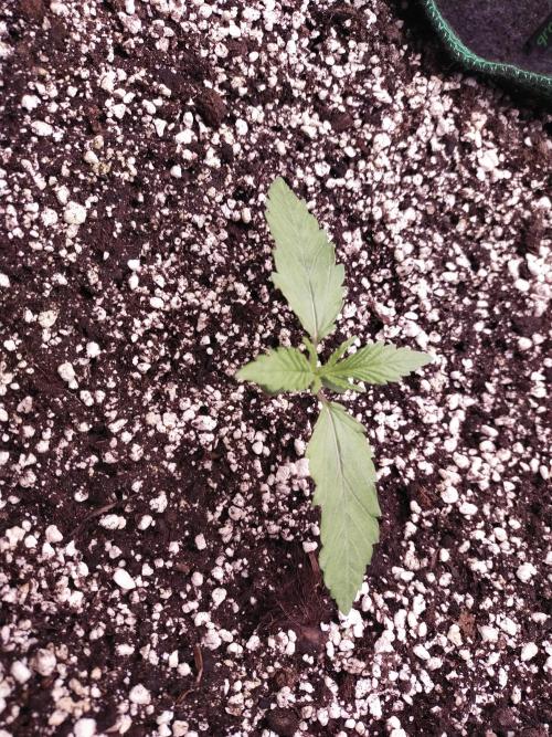 Bruce Banner. Week 2