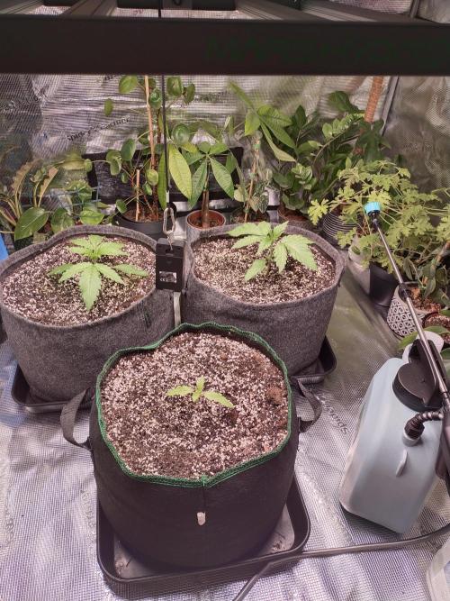 Bruce Banner. Week 2