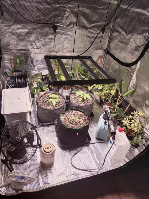 Bruce Banner. Week 2