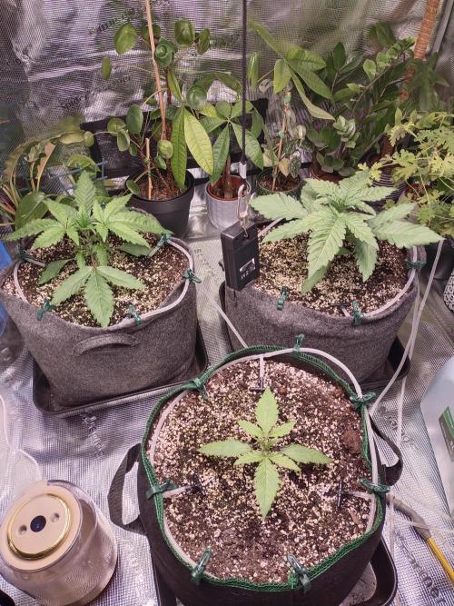 Bruce Banner. Week 2 - 27.12.25