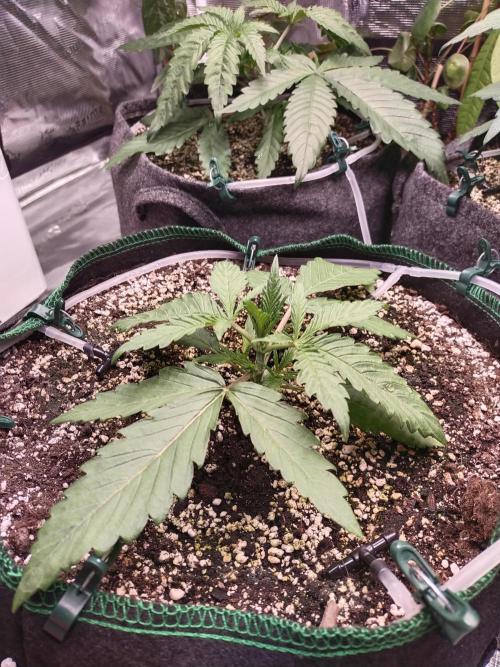 Bruce Banner. Week 3