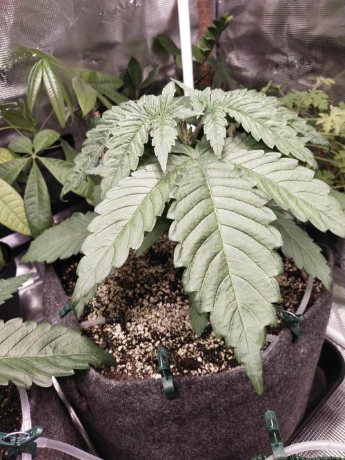 Bruce Banner. Week 3