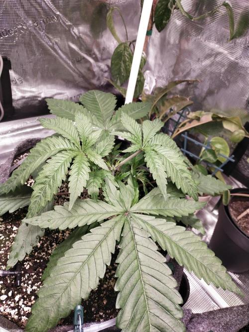 Bruce Banner. Week 3