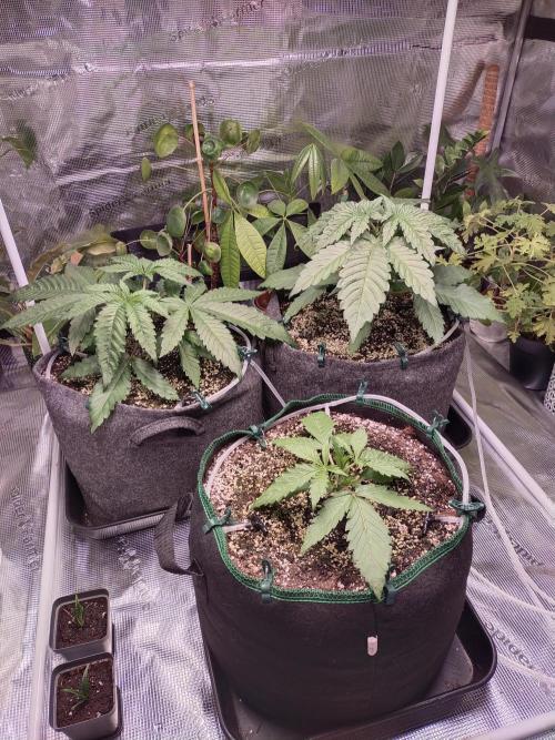 Bruce Banner. Week 3