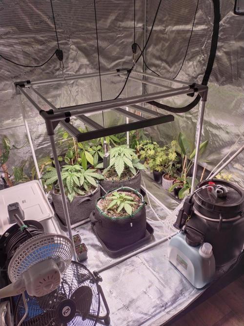 Bruce Banner. Week 3