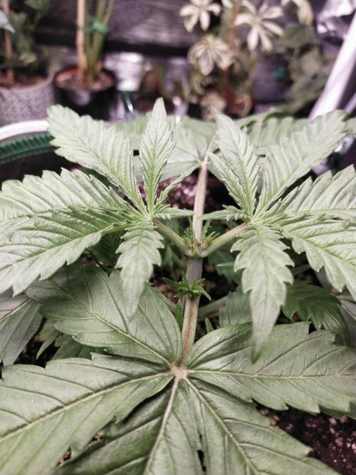 Bruce Banner. Week 3