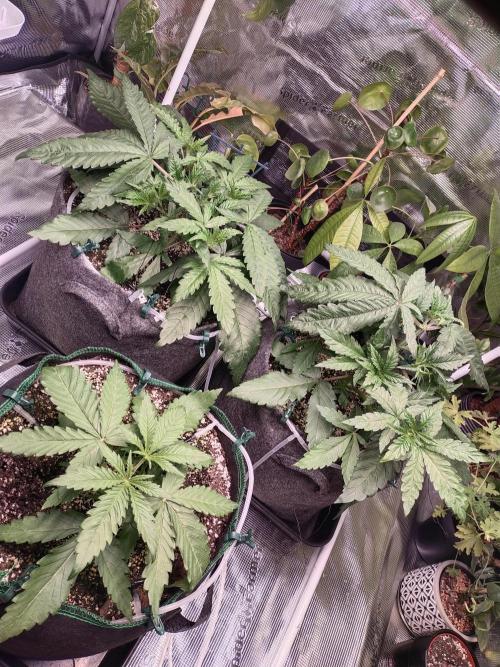 Bruce Banner. Week 3