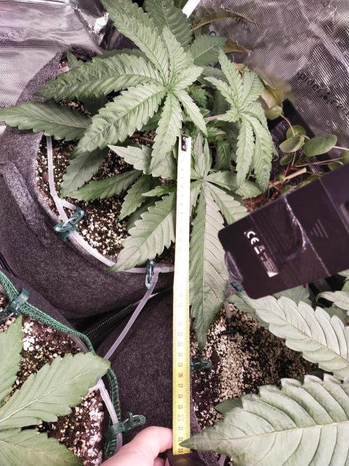 Bruce Banner. Week 3