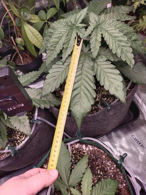 Bruce Banner. Week 3