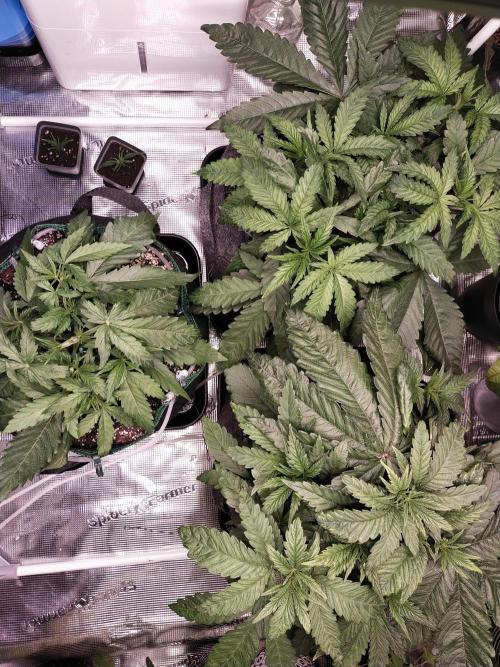 Bruce Banner. Week 4