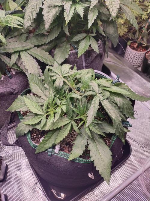 Bruce Banner. Week 4