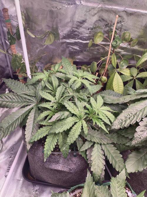 Bruce Banner. Week 4