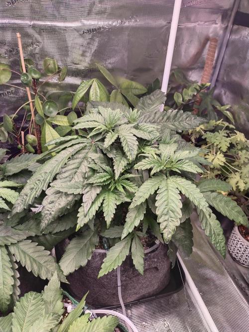 Bruce Banner. Week 4