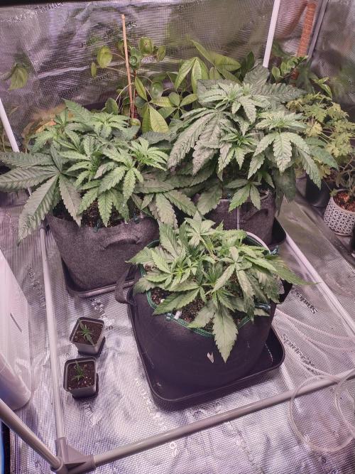 Bruce Banner. Week 4