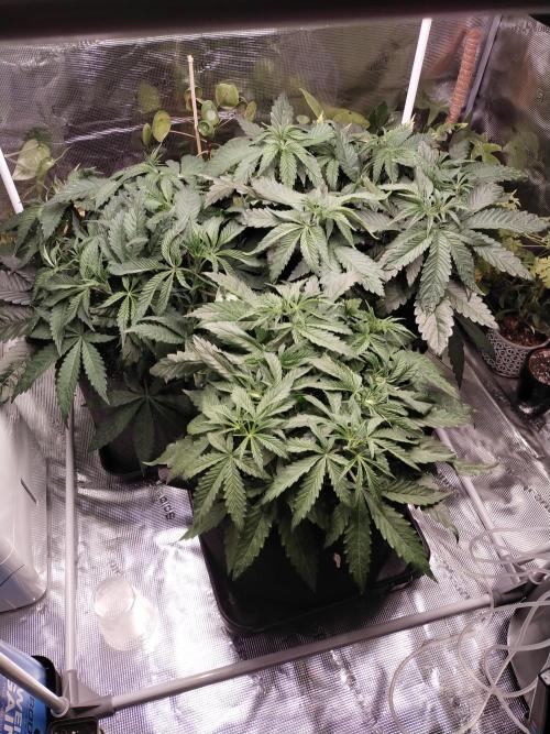 Bruce Banner. Week 5