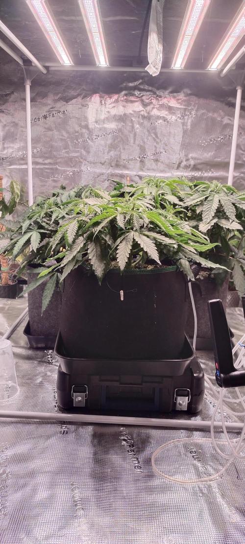 Bruce Banner. Week 5