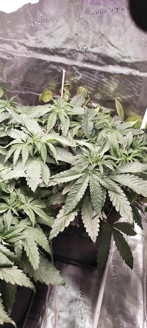 Bruce Banner. Week 5