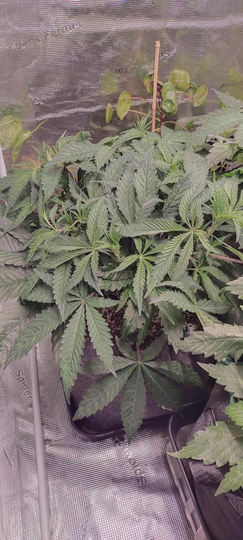 Bruce Banner. Week 5