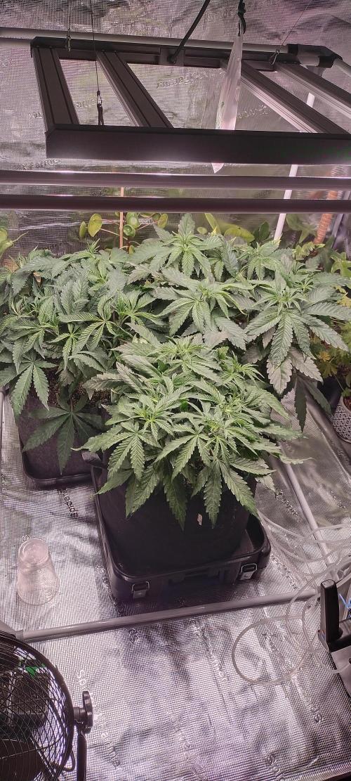 Bruce Banner. Week 5