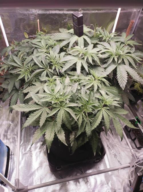 Bruce Banner. Week 5 - Weekend 