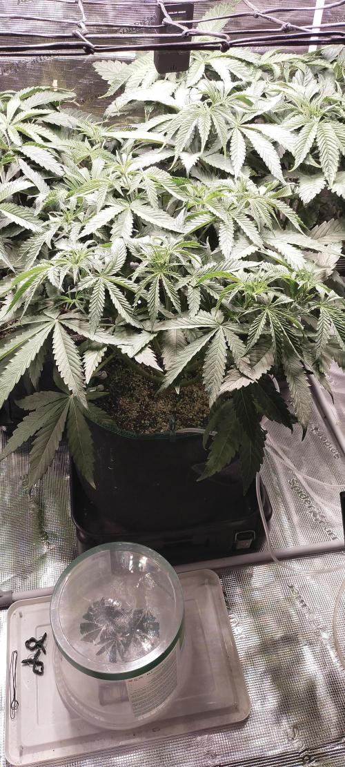 Bruce Banner. Week 6