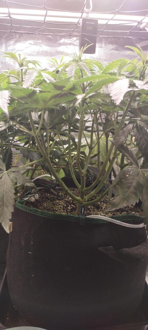 Bruce Banner. Week 6