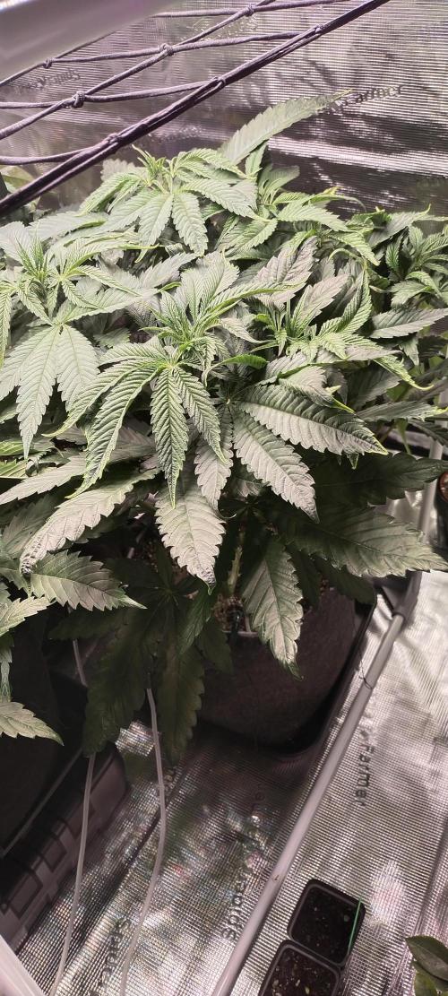 Bruce Banner. Week 6