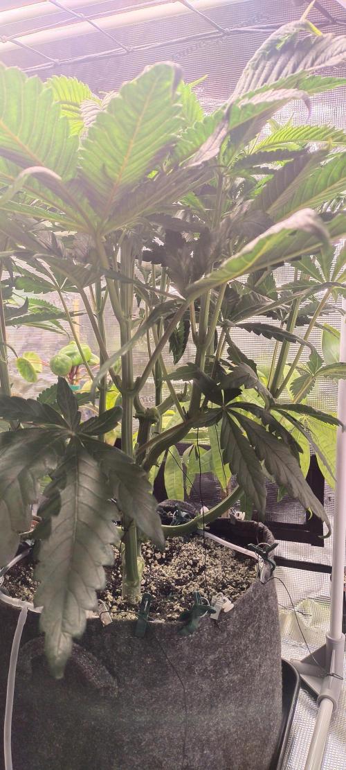 Bruce Banner. Week 6