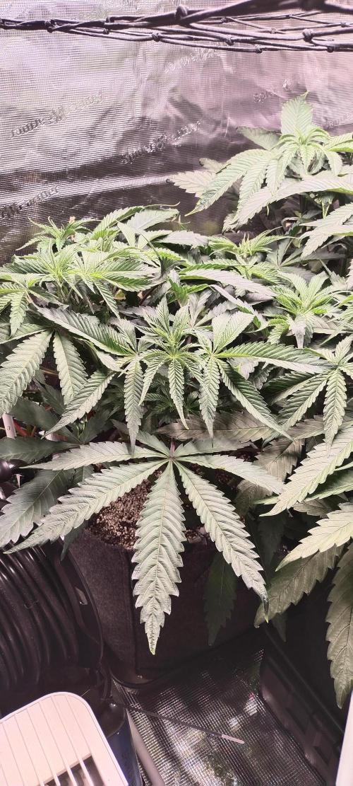 Bruce Banner. Week 6